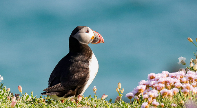 Puffin